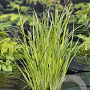 Carex riparia GM M23