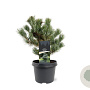 Pinus parv. 'Negishi' 25-30 cm 3,5L