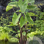 Colocasia esculenta GM M19