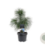 Pinus strobus 30-40 cm 3,0L
