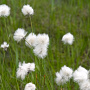 Eriophorum vaginatum GM M23