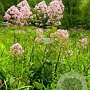 Eupatorium fistulosum GM P9