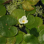 Hydrocharis morsus-ranae GM drijvend per 10