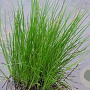 Juncus effusus GM M23
