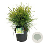 Platycladus or. 'Franky Boy' 25-30 cm 3,5L