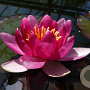 Nymphaea 'Ellisiana' GM M19