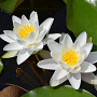 Nymphaea 'Gladstoniana' GM plug