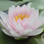 Nymphaea 'Hollandia' GM M23