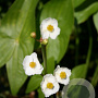 Sagittaria sagittifolia GM M19
