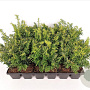 Taxus b. 'Goldstrike' 20-25 cm P9