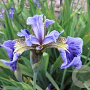 Iris setosa GM P9