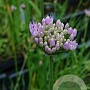 Allium palustris GM M23