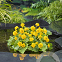 Caltha palustris 'Multiplex' GM M23