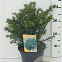 Taxus b. 'Repandens' 25-30 cm 3,5L