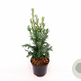 Taxus b. 'Schwarzgrün' 50-60 cm C1.5