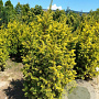 Taxus b. 'Semperaurea' 20-25 cm P9