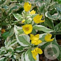 Lysimachia 'Variegata' GM P9