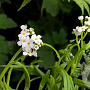 Myosotis palustris 'Alba' GM P9