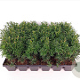 Taxus media 'Hicksii' 20-25 cm P9