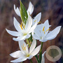 Schizostylis coccinea 'Alba' GM M23