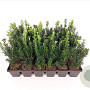 Taxus media 'Hillii' 20-25 cm P9