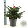 Abies nordmanniana 60-80 cm 15L