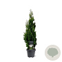 Thuja occ. 'Degroot's Spire' 50-60 cm 3,0L