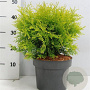 Thuja occ. 'Golden Globe' 30-40 cm 5,0L