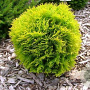 Thuja occ. 'Mirjam' 25-30 cm 2,0L