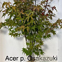 Acer pal. 'Osakazuki' 125-150 cm met kluit extra