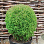 Thuja occ. 'Teddy' 20-25 cm 3,0L