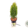 Thuja occ. Totem Smaragd 50-60 cm 2,0L