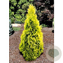 Thuja occ. 'Yellow Ribbon' 40-50 cm 3,0L