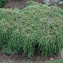 Tsuga canadensis 'Cole' 20-25 cm 3,0L