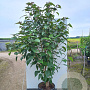 Clerodendrum trichotomum fargesii 175-200 cm 30L extra