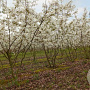Amelanchier lamarckii 225-250 cm draadkluit solitair opgeknipt