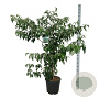 Cornus controversa 'Pagoda' 125-150 cm 30L extra