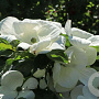 Cornus kousa 'Venus' 175-200 cm 30L extra