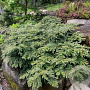 Sequoia s. 'Mt. Loma Prieta Spike' 200-225 cm cont. 55L extra