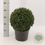 Buxus sempervirens 25-30 cm 5,0L bol