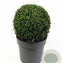 Buxus sempervirens 30 cm 7,5L bol