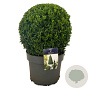 Buxus sempervirens 30-35 cm 7,5L bol