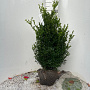 Buxus sempervirens 80-100 cm met kluit