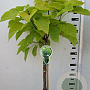Catalpa bignonioides 'Aurea' 120 cm stam 7,5L