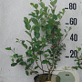 Aronia prunifolia 'Viking' 60-80 cm 10L