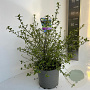 Ceanothus El Dorado 40-50 cm 5,0L