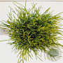 Chamaecyparis p. 'Sungold' 20-30 cm 2,5L