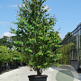 Cercidiphyllum japonicum 300-350 cm cont. 130L meerstammig