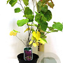 Cercis canadensis 250-300 cm cont. 150L meerstammig