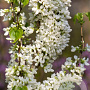 Cercis chinensis 'Shirobana' 200-250 cm cont. 110L meerstammig